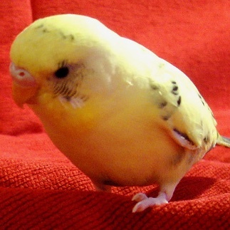 parakeet-icon.jpg